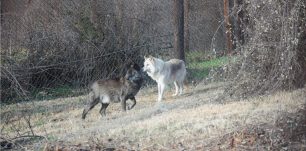 Τρεις νέοι λύκοι από τη Σερβία στο Καταφύγιο του ΑΡΚΤΟΥΡΟΥ στις Αγραπιδιές Φλώρινας