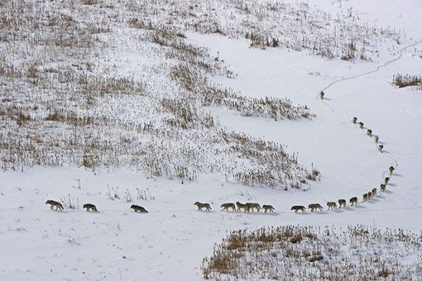 Τι λέει η «Καλλιστώ» για την φωτογραφία με τους λύκους στον Καναδά