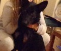 Χάθηκε αρσενικό λυκόσκυλο στην Αγία Βαρβάρα Αττικής