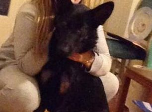 Χάθηκε αρσενικό λυκόσκυλο στην Αγία Βαρβάρα Αττικής