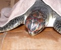 Βρήκαν τη θαλάσσια χελώνα με σπασμένο το κρανίο και την γνάθο στο Άκτιο