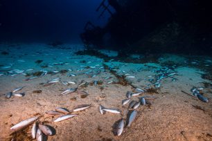 Εκατοντάδες ψάρια νεκρά από δυναμίτη σε θαλάσσια περιοχή στα Λεγραινά Αττικής