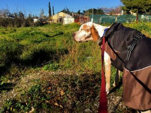 Ωρωπός: Πέθανε ο Έλιοτ, το Πόιντερ που από την πείνα έτρωγε σκουπίδια με αποτέλεσμα να τραυματιστεί ανεπανόρθωτα