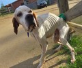 Βρήκαν τον σκύλο ετοιμοθάνατο σκελετωμένο από την ασιτία στον Ωρωπό