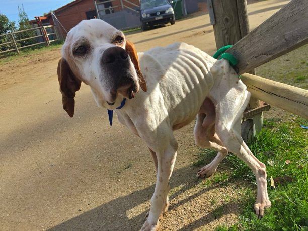 Βρήκαν τον σκύλο ετοιμοθάνατο σκελετωμένο από την ασιτία στον Ωρωπό