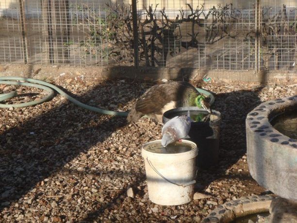 Απομακρύνθηκαν οι πάπιες που ζούσαν κάτω από ακατάλληλες συνθήκες στον Δημοτικό Κήπο Χίου