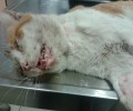 Μανιακός πυροβολεί συστηματικά και αφήνει παράλυτες αδέσποτες γάτες στο Γαλάτσι