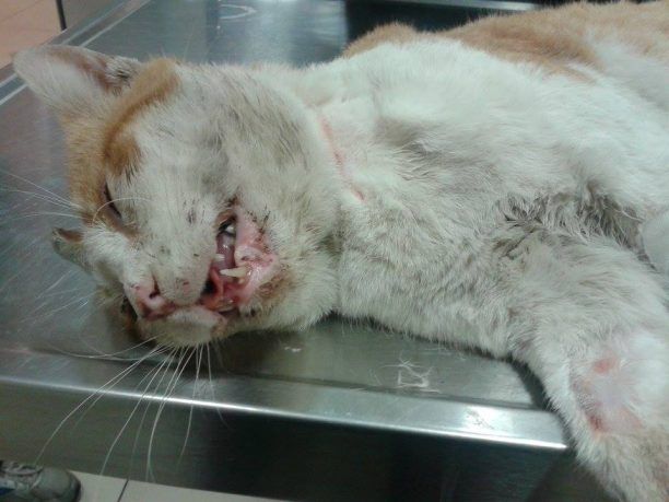 Μανιακός πυροβολεί συστηματικά και αφήνει παράλυτες αδέσποτες γάτες στο Γαλάτσι