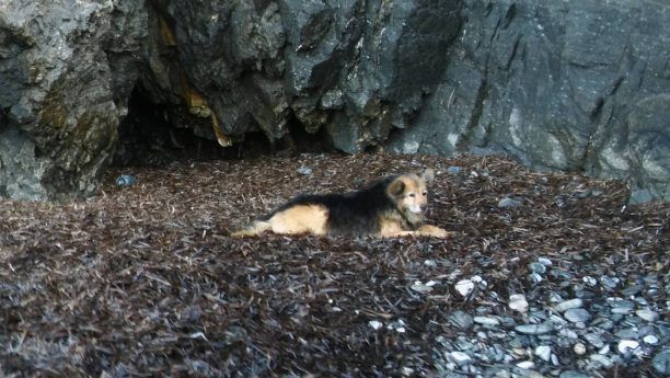 Έσωσαν τον σκύλο που κάποιος πέταξε σε απόκρημνη παραλία της Πάρου