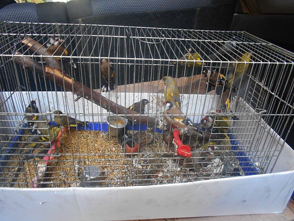 Πατήσια: Κρατούσε αιχμάλωτα μέσα στο συνεργείο δεκάδες άγρια πουλιά