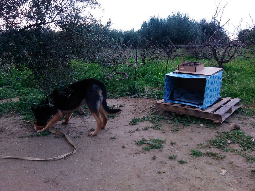 Πενταμόδι Ηρακλείου Κρήτης: Κατήγγειλαν τον άνδρα που κακοποιεί 3 σκυλιά τα οποία βρέθηκαν χωρίς τροφή, νερό, στέγαστρο 1 PentamodiIrakleiouKritisSkylia (1)