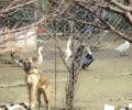 Πενταμόδι Ηρακλείου Κρήτης: Κατήγγειλαν τον άνδρα που κακοποιεί 3 σκυλιά τα οποία βρέθηκαν χωρίς τροφή, νερό, στέγαστρο