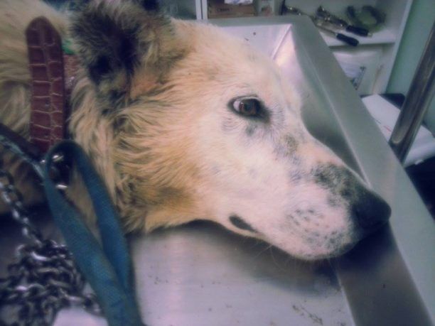 Πλαταριά Θεσπρωτίας: Συνελήφθη ο 76χρονος που πυροβόλησε αδέσποτο σκύλο