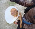 Επικήρυξαν με 1.000 € τον δράστη που κακοποίησε και σεξουαλικά την σκυλίτσα στη Λάρισα (βίντεο)