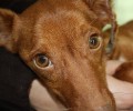 Αναρρώνει η σκυλίτσα που κακοποιήθηκε και σεξουαλικά στη Λάρισα