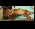 Φρικτή κακοποίηση σκυλίτσας που βασανίστηκε και σεξουαλικά στη Λάρισα