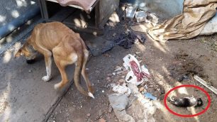Σέρρες: Εισαγγελέας και κτηνίατρος δεν διαπίστωσαν κακοποίηση του σκελετωμένου και αλυσοδεμένου σκύλου που ήταν χωρίς τροφή και νερό (βίντεο)