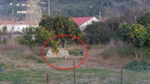 Αμμουδιά Σκιάθου: Αλυσοδεμένο το σκυλί στο δέντρο χωρίς νερό και η Αστυνομία αδιαφορεί