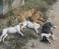 Τουλάχιστον 10 σκυλιά νεκρά από φόλες στην Άδρασσα Κοζάνης