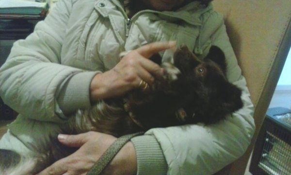 Στο νέο της σπίτι από σήμερα η πιστή σκυλίτσα που συγκίνησε το Πανελλήνιο μετά την εγκατάλειψη της στα Χανιά!