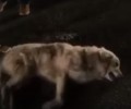 Αδέσποτος σκύλος σπαρταράει από τη φόλα που του έριξε κάτοικος της Καρυδιάς Κομοτηνής (βίντεο)