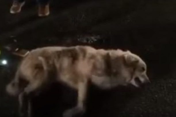 Αδέσποτος σκύλος σπαρταράει από τη φόλα που του έριξε κάτοικος της Καρυδιάς Κομοτηνής (βίντεο)