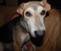 Λακωνία: Έτοιμος για το νέο του σπιτικό ο σκύλος που εντοπίστηκε με κομμένα αυτιά να σαπίζει από την πληγή στο λαιμό στους Μολάους
