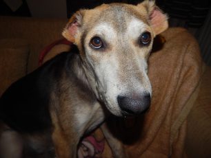 Λακωνία: Έτοιμος για το νέο του σπιτικό ο σκύλος που εντοπίστηκε με κομμένα αυτιά να σαπίζει από την πληγή στο λαιμό στους Μολάους