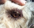 Ηράκλειο Κρήτης: Αύριο η δίκη της ιδιοκτήτριας του σκύλου που εντοπίστηκε αλυσοδεμένος με χιλιάδες τσιμπούρια να τον απομυζούν