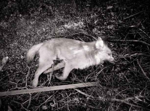 Θυμιανά Χίου: Βρήκαν τον σκύλο πυροβολημένο έξω από το καταφύγιο «Η Κιβωτός του Θοδωρή»