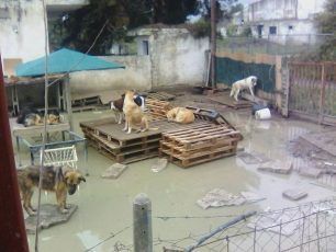 Έκκληση για την φροντίδα 170 ζώων που υποφέρουν κοντά στο Αεροδρόμιο Θεσσαλονίκης