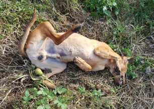Άσσος Κορινθίας: Εκτέλεσε με καραμπίνα τα δύο σκυλιά του γείτονα του