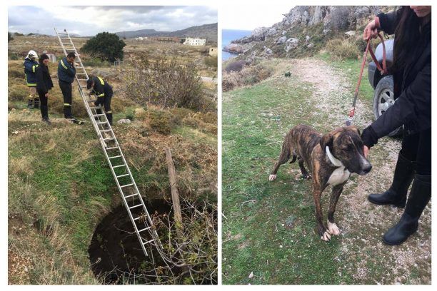 Ρόδος: Ψάχνουν τον ιδιοκτήτη του σκύλου που σώθηκε από πηγάδι βάθους 10 μέτρων στο Χαρακάκι (βίντεο)