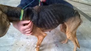 Ηράκλειο Κρήτης: Ο σκύλος απ' την ασιτία έτρωγε κουκούτσια από ελιές και χώμα για να επιβιώσει!