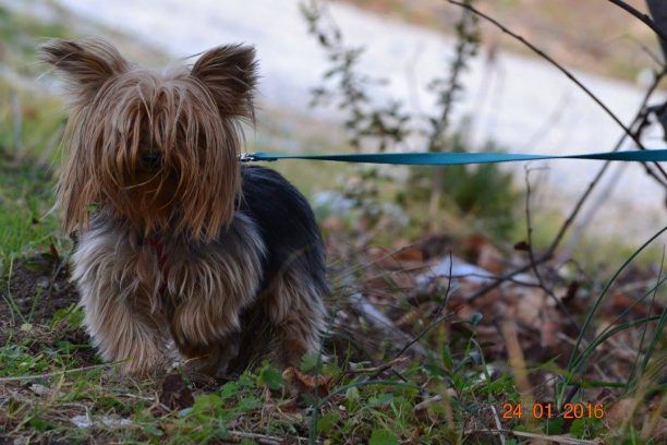 Θεσσαλονίκη: Βρήκε το μικρόσωμο σκυλί δεμένο δίπλα στον κάδο σκουπιδιών στην Ασπροβάλτα