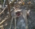 Ολυμπιάδα Χαλκιδικής: Βρήκαν πιασμένα σε θηλιές κυνηγών ένα νεκρό ζαρκάδι και έναν ζωντανό σκύλο