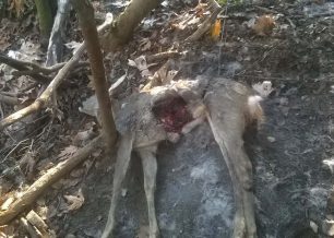 Ολυμπιάδα Χαλκιδικής: Βρήκαν πιασμένα σε θηλιές κυνηγών ένα νεκρό ζαρκάδι και έναν ζωντανό σκύλο