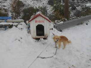 Κρήτη: Εξαφανίστηκε ο σκύλος που ήταν αλυσοδεμένος μέσα στα χιόνια χωρίς τροφή στα Ζένια Λασιθίου