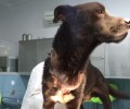 Ηράκλειο Κρήτης: Αναζητούν τον ιδιοκτήτη του σκύλου που βρέθηκε με την αλυσίδα να έχει χωθεί μέσα στον λαιμό του