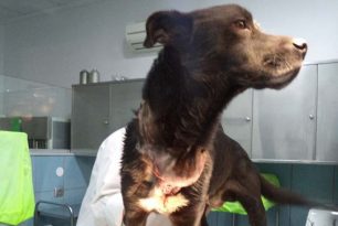 Ηράκλειο Κρήτης: Αναζητούν τον ιδιοκτήτη του σκύλου που βρέθηκε με την αλυσίδα να έχει χωθεί μέσα στον λαιμό του