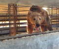 Τρεις ανήλικες αρκούδες από την Αλβανία έφτασαν στο καταφύγιο του ΑΡΚΤΟΥΡΟΥ