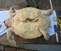 ΑΡΧΕΛΩΝ: Καταγγείλτε στις αρχές αυτούς που σκοτώνουν τις θαλάσσιες χελώνες