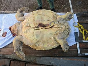 ΑΡΧΕΛΩΝ: Καταγγείλτε στις αρχές αυτούς που σκοτώνουν τις θαλάσσιες χελώνες