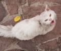 Χάθηκε άσπρος στειρωμένος γάτος στα Βριλήσσια Αττικής