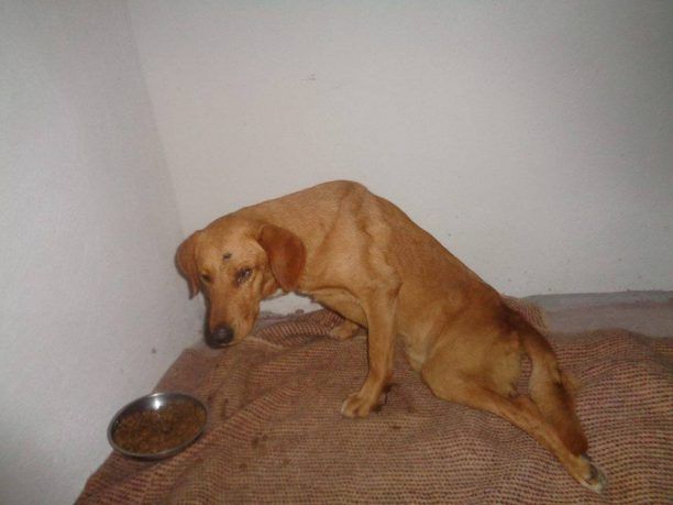 Έκκληση για την φροντίδα του σκύλου που βρέθηκε άγρια χτυπημένος σε ορεινή περιοχή του Δήμου Ασκληπιού Αργολίδας