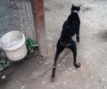 Χανιά: Κατήγγειλαν τον άνδρα που είχε τον άρρωστο σκύλο του, σκελετωμένο και αλυσοδεμένο στο χωράφι του