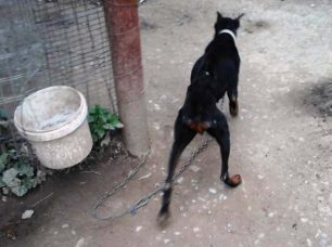 Χανιά: Κατήγγειλαν τον άνδρα που είχε τον άρρωστο σκύλο του, σκελετωμένο και αλυσοδεμένο στο χωράφι του
