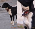 Δοξάτο Δράμας: Έσωσαν τον σκύλο που περιφερόταν με το λουρί στον λαιμό να σαπίζει μέσα του