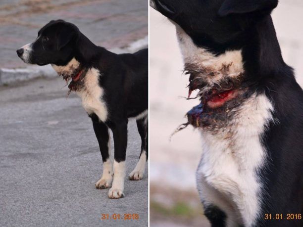 Δοξάτο Δράμας: Έσωσαν τον σκύλο που περιφερόταν με το λουρί στον λαιμό να σαπίζει μέσα του