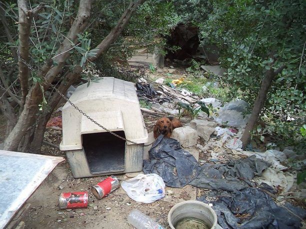 Ηράκλειο Κρήτης: Καταδικάστηκαν οι δύο παράνομοι εκτροφείς κυνηγόσκυλων στο Καρτερό για την κακοποίηση & το παράνομο εμπόριο
